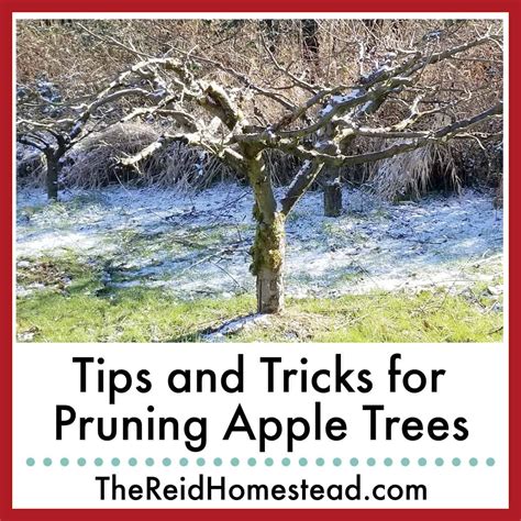 Pruning apple trees in winter is an essential task for maintaining their health and promoting optimal fruit production. However, it’s important to approach this task with caution a...